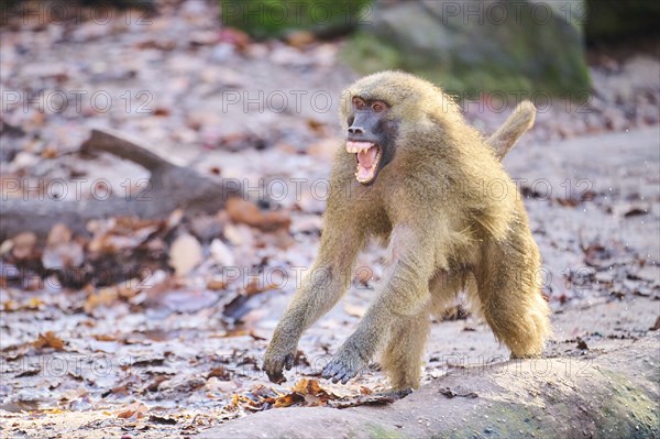 Guinea baboon (Papio papio) running on the ground, Bavaria, Germany Europe