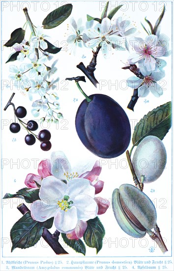 Botany, wild cherry (Prunus padus), cultivated plum (Prunus domestica) blossom and fruit, almond tree (Amygdalus communis or Prunus dulcis) blossom and fruit, apple tree, historical illustration 1900