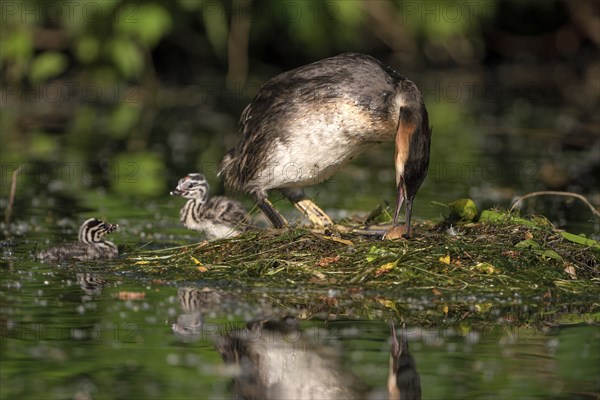 Great Crested Grebe (Podiceps cristatus), adult bird and chick at the nest, adult bird climbs onto the nest, turns the egg in the nest, Krickenbecker Seen, North Rhine-Westphalia, Germany, Europe