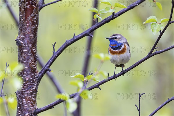 Red-throated Bluethroat or Tundra Bluethroat (Luscinia svecica), adult male sitting on a branch, Varanger, Finnmark, Norway, Europe