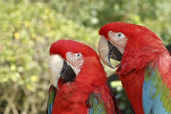 Red-and-green macaw (Ara chloroptera), animal portrait, animal pair, captive, occurrence in South America, Hesse, Germany, Europe