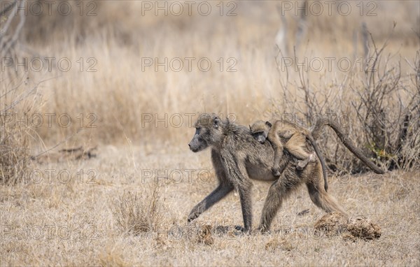 Chacma baboons (Papio ursinus), young sitting on the mother's back, foraging in dry grass, Kruger National Park, South Africa, Africa