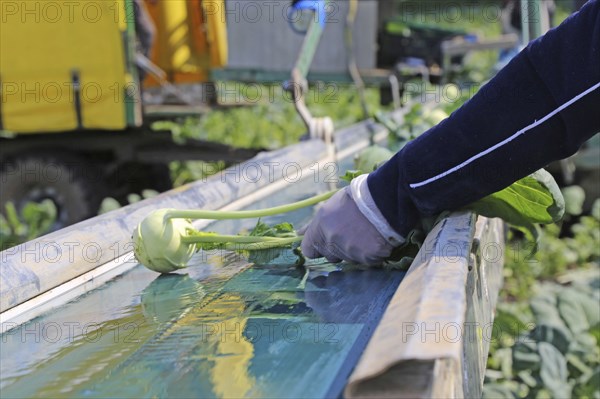 Agriculture kohlrabi harvest: Harvesters from the Schmitt vegetable farm in Hockenheim (Baden-Württemberg) harvest ripe kohlrabi