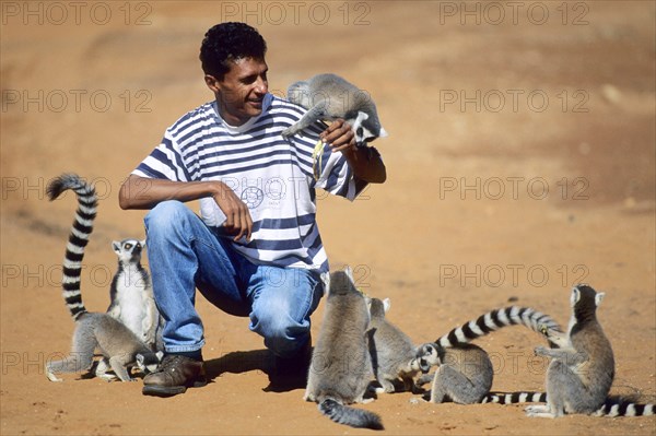 Lemur Catta, Ring-tailed Lemur, Madagascar, Madagascar, Africa