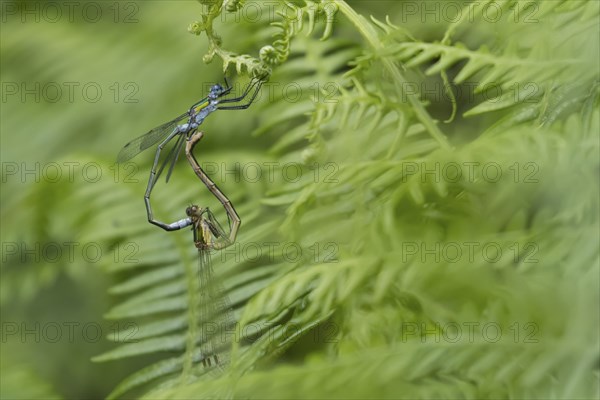 Emerald damselfly (Lestes sponsa) two adult insects mating on a Bracken leaf, Suffolk, England, United Kingdom, Europe