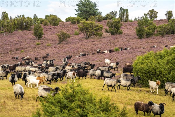 Heidschnucken herd, in the Lüneburg Heath, near Niederhaverbeck, heather blossom of the broom heather, in the Lüneburg Heath nature reserve, Lower Saxony, Germany, Europe