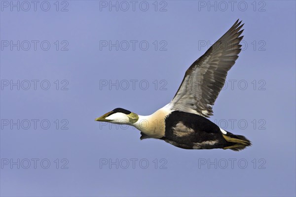 Common eider (Somateria mollissima), Heligoland, Westerhever, Schleswig-Holstein, Federal Republic of Germany