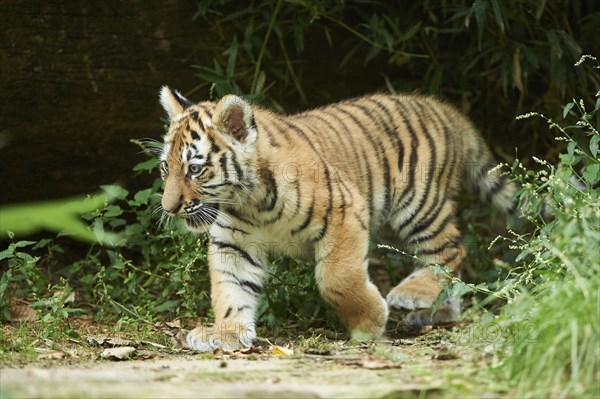 Close-up of a Siberian tiger (Panthera tigris altaica) cub in a forest, captive