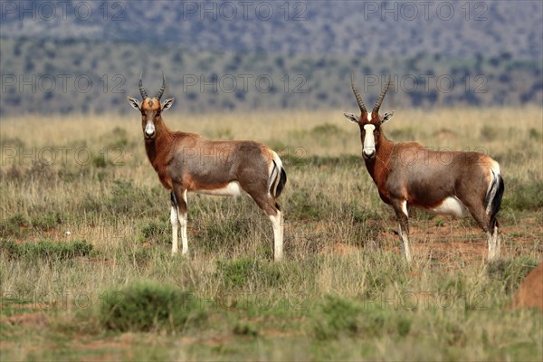 Bontebok (Damaliscus pygargus), adult, subadult, two, foraging, Mountain Zebra National Park, South Africa, Africa