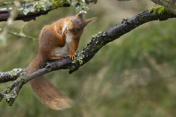 Red squirrel (Sciurus vulgaris) adult animal scratching itself on a tree branch in a forest, Yorkshire, England, United Kingdom, Europe