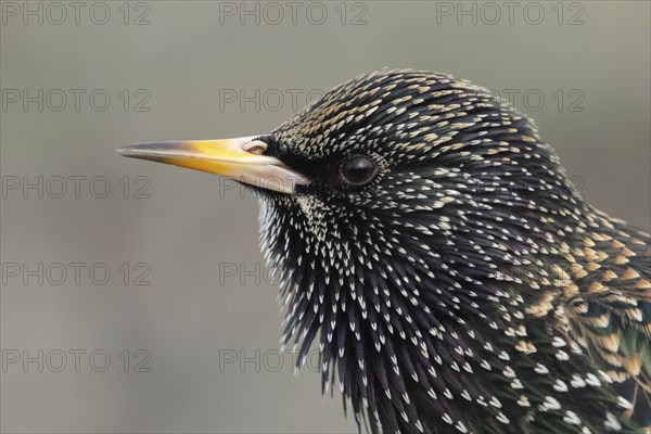 Common starling (Sturnus vulgaris) adult bird head portrait, Dorset, England, United Kingdom, Europe