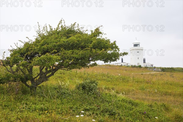 South Foreland Lighthouse, lighthouse, hawthorn (Crataegus), windbreaker, White cliffs of Dover, Kent, England, Great Britain