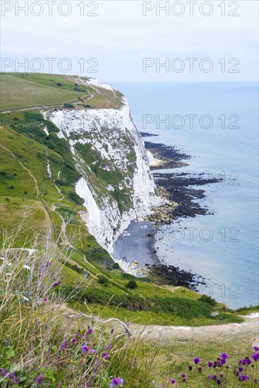 White cliffs of Dover, hiking trails, bay with shipwreck, view of the chalk cliffs and the sea with wildflowers in the foreground, England, English Channel, Great Britain