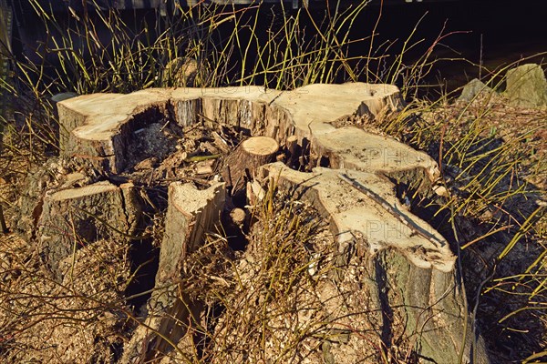 Europe, Germany, Lower Saxony, tree stump, tree felling, hollow, diseased tree, Hamburg, Hamburg, Federal Republic of Germany, Europe