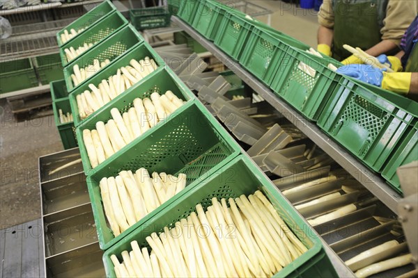 Agriculture asparagus washing and sorting with washing machine and sorting machine on a farm in Mutterstadt, Rhineland-Palatinate