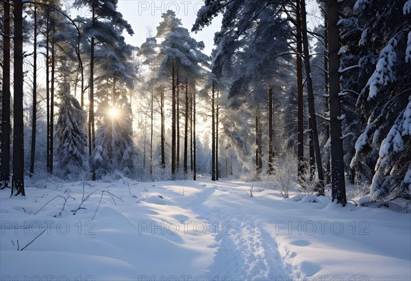 Peaceful snowy forest clearing at dawn with snow softly blanketing the ground and frost-covered pine trees, AI generated