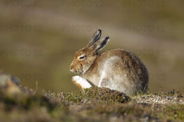 Mountain hare (Lepus timidus) adult animal portrait, Scotland, United Kingdom, Europe