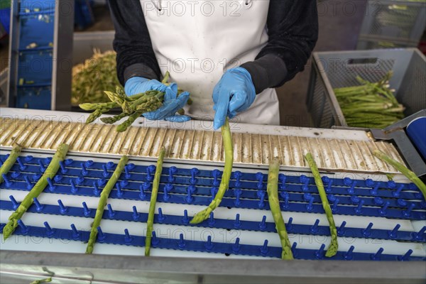 Asparagus farm, green asparagus is washed, cut and sorted by quality after harvesting, near Dormagen, Rhineland, North Rhine-Westphalia, Germany, Europe