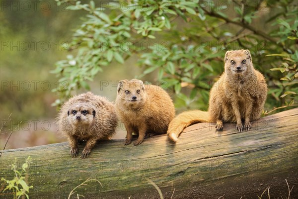 Ethiopian dwarf mongoose (Helogale hirtula) and Meerkat (Suricata suricatta) sitting on an old tree trunk, Bavaria, Germany, Europe