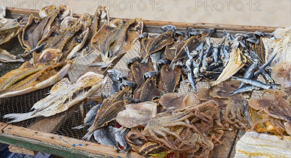 A wooden rack with dried fish of different varieties on the beach, fish drying, Praia da Nazare beach, Nazaré, Oeste, Leiria district, Centro, Portugal, Europe