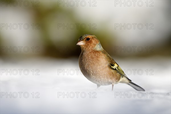 Chaffinch (Fringilla coelebs), male, in the snow, winter feeding, Oberhausen, Ruhr area, North Rhine-Westphalia, Germany, Europe