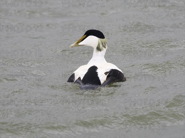 Eider Duck (Somateria mollissima), male, drake, swimming in sea, island of Texel, Holland