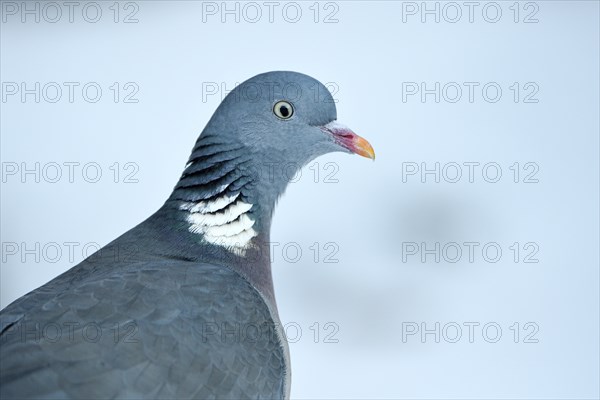 Wood pigeon (Columba palumbus), portrait, in the snow, winter feeding, Oberhausen, Ruhr area, North Rhine-Westphalia, Germany, Europe