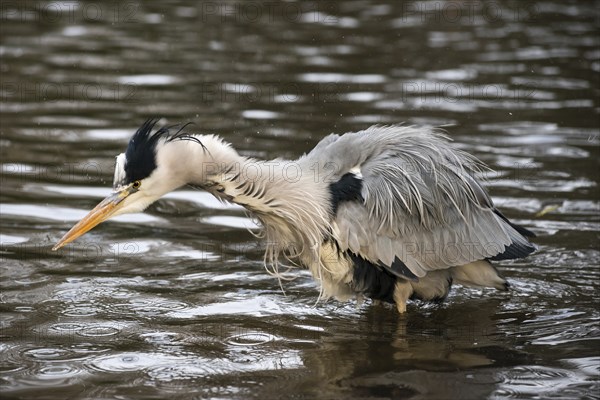 Grey heron (Ardea cinerea cinerea) standing in shallow water and shaking water out of its feathers, water droplets splashing in all directions, feathers sticking out, surrounded by gentle waves, symbolic image wetness, rainy weather, bathing, hairstyle, visit to the hairdresser necessary, humour, funny, Hesse, Germany, Europe