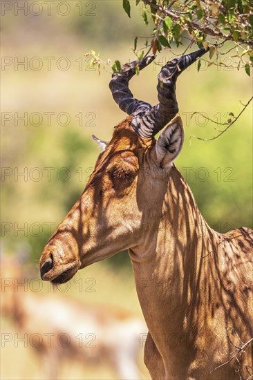 Portrait at an Hartebeest (Alcelaphus buselaphus) with big horns in Africa, Maasai Mara National Reserve, Kenya, Africa