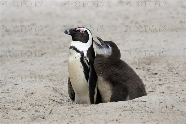 African penguin (Spheniscus demersus), adult with young, at the nest, begging for food, Boulders Beach, Simonstown, Western Cape, South Africa, Africa