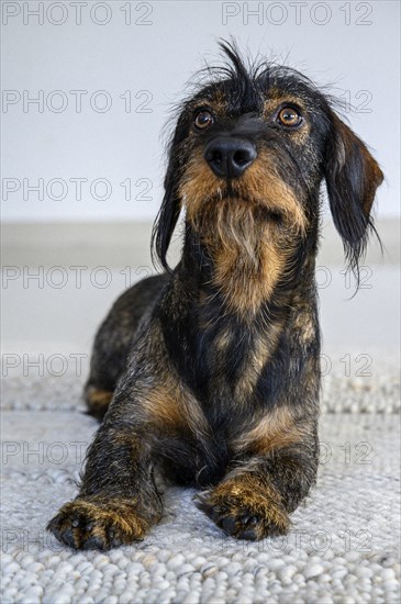 Rough-haired dachshund, male, 3 years old, lying on a carpet and looking up attentively. The black and brown coat looks wiry, Stuttgart, Baden-Württemberg, Germany, Europe