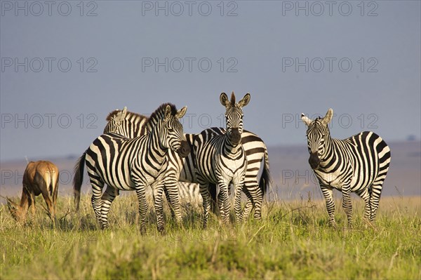 Steppe zebras (Equus quagga) in the Masai Mara, Kenya, Africa