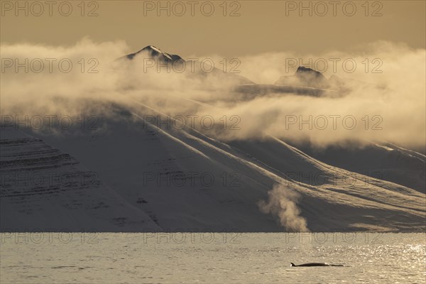 Minke whale (Balaenoptera acutorostrata) with dorsal fin surfacing, blow, snowy mountains, Woodfjord, Svalbard archipelago, Svalbard and Jan Mayen, Norway, Europe