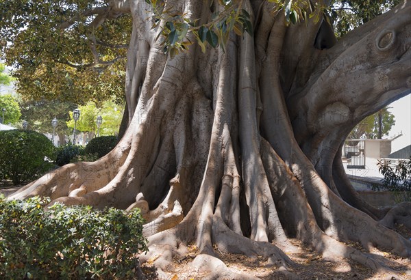 A large tree with impressive roots and dense foliage, rubber tree, Indian rubber tree (Ficus elastica), Cádiz, Cadiz, Andalusia, Spain, Europe