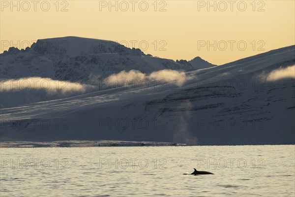 Minke whale (Balaenoptera acutorostrata) with dorsal fin surfacing, blow, snowy mountains, Woodfjord, Svalbard archipelago, Svalbard and Jan Mayen, Norway, Europe