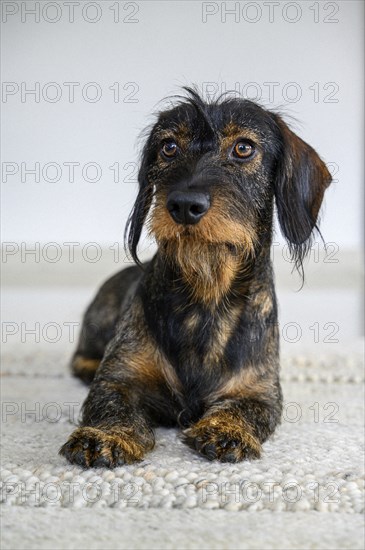 Rough-haired dachshund, male, 3 years old, lying on a carpet and looking up attentively. The black and brown coat looks wiry, Stuttgart, Baden-Württemberg, Germany, Europe