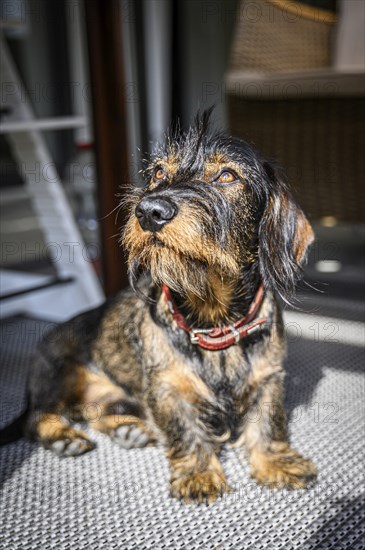 Rough-haired dachshund, male, 3 years old, standing on the balcony in the sun and looking upwards. The black and brown coat looks wiry, Stuttgart, Baden-Württemberg, Germany, Europe