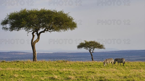 Two plains zebras (Equus quagga) under two acacia trees in the landscape of the Masai Mara, Kenya, Africa