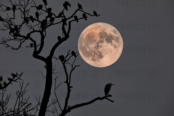 A bird sits on a branch in the foreground while a large full moon illuminates the night sky, Fantasy, Composing, Basel, Switzerland, Europe