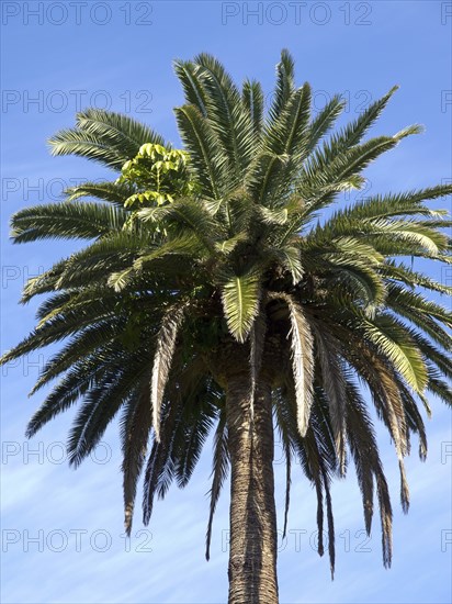 Lush palm tree in an open sky in sunny weather, puerto de la cruz, tenerife, spain