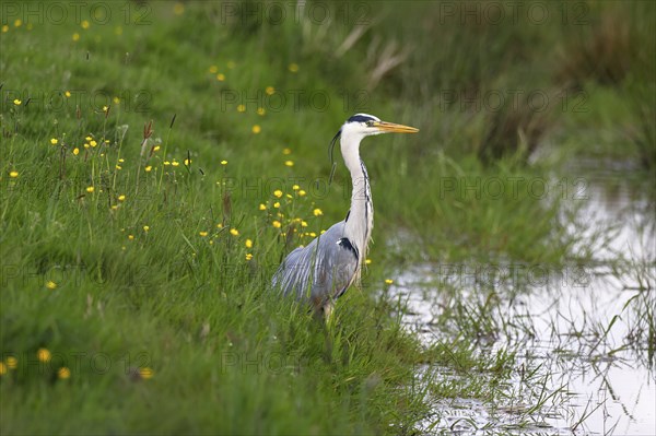 Grey heron (Ardea cinerea) standing in a meadow by a creek, Elbmarschen, Wedel, Schleswig-Holstein, Germany, Europe