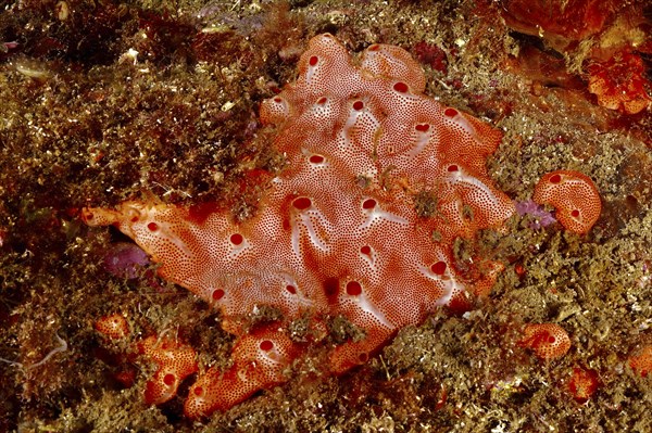 Mediterranean sea strawberry (Aplidium elegans), sea squirt with a structured surface on the seabed. Dive site Cap de Creus Marine Protected Area, Rosas, Costa Brava, Spain, Mediterranean Sea, Europe