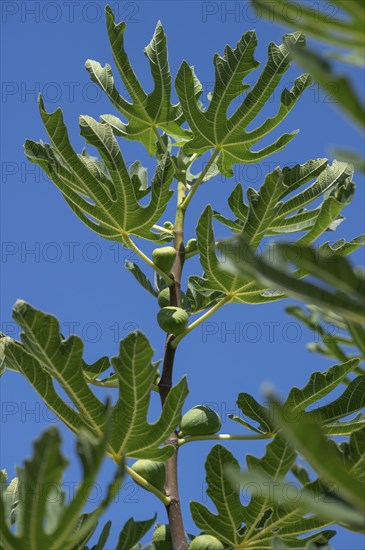 Common fig (Ficus carica) with young fruits, blue sky, Baden-Württemberg, Germany, Europe