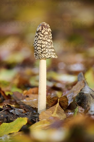 Magpie mushroom (Coprinopsis picacea) growing in a forest in autmn, Bavaria, Germany, Europe