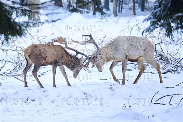 Red deer (Cervus elaphus) albino stag arguing with another in a forest in winter, snow, Bavaria, Germany, Europe