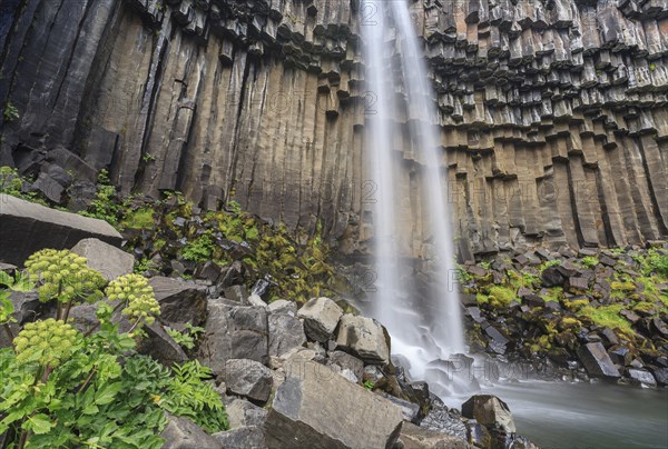 Waterfall, basalt columns, summer, angelica root (Angelica archangelica), Svartifoss, Skaftafell National Park, Iceland, Europe