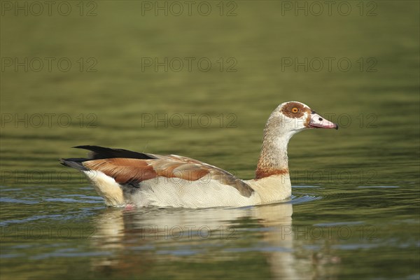 Nile Goose (Alopochen aegyptiaca) Allgäu, Bavaria, Germany, Allgäu, Bavaria, Germany, Europe