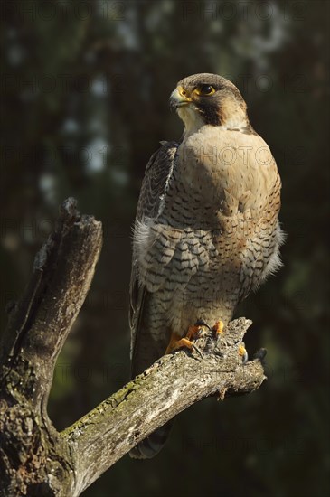 Peregrine falcon (Falco peregrinus), Provence, southern France