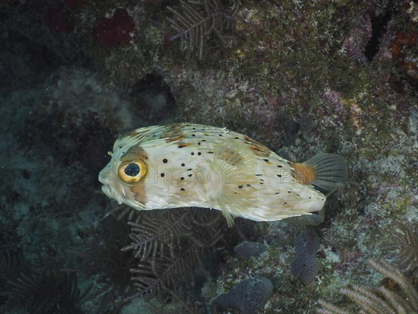 A small pufferfish with large eyes, brown spotted hedgehogfish (Diodon holocanthus), in its natural reef habitat. Dive site John Pennekamp Coral Reef State Park, Key Largo, Florida Keys, Florida, USA, North America