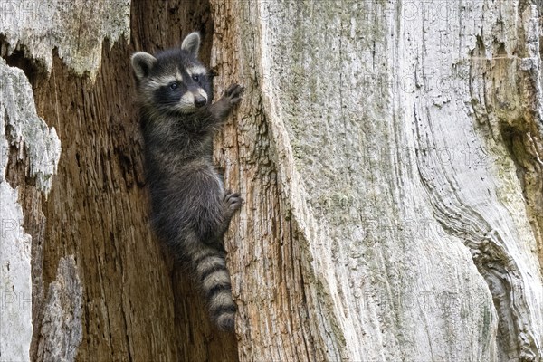 A young raccoon (Procyon lotor) climbs up a tree trunk and looks sideways, Hesse, Germany, Europe